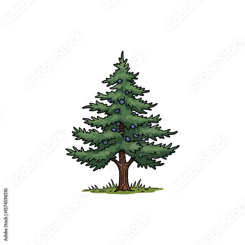 Colorful Icon of Rocky Mountain Juniper Tree with No White
