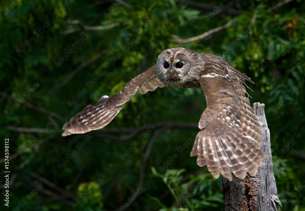 Fototapeta premium tawny owl