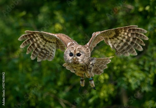 Foto tawny owl