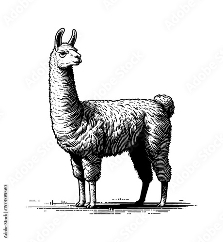 Elegant Black and White Llama Standing Sideways with Detailed Engraved Line Art