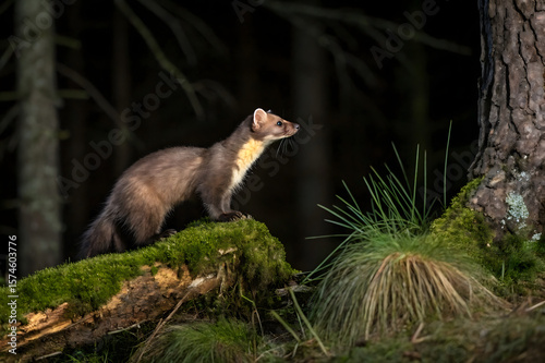 Lively marten stands atop a moss-covered log
