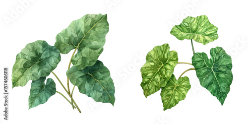colocasia leaves watercolor vector illustration