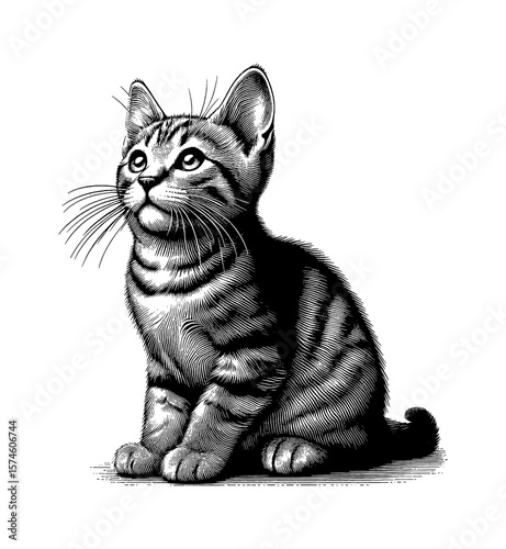 Cute Kitten Sitting Upright and Looking Upward in Detailed Black and White Engraving Style