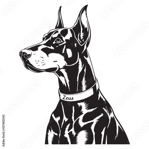 Striking black and white illustration of a doberman pinscher named zeus wearing a collar