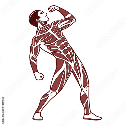 Muscular man flexing arm bicep defined anatomy bodybuilder brown