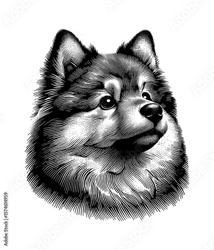 Engraved Illustration of a Finnish Spitz Dog Head Looking Upwards with Detailed Fur