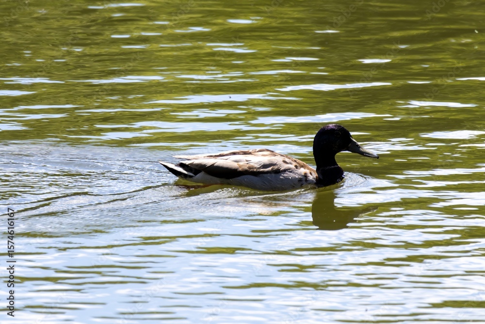 Obraz premium ducks in the lake