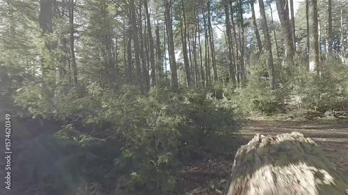 volando dentro del bosque FPV