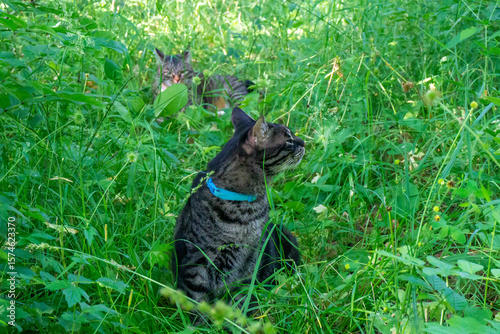 Two gray cats with black stripes sit in the tall bright green grass. One of them looks to the side, sniffing the smell