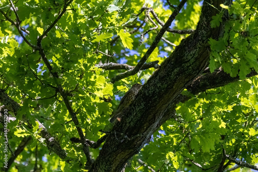 Fototapeta premium green leaves in the forest