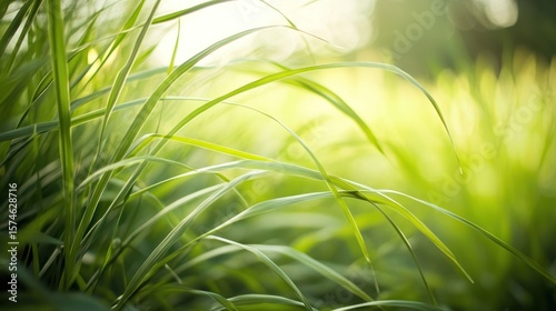 Blades of bright green grass glow in soft, diffused sunlight, bokeh background