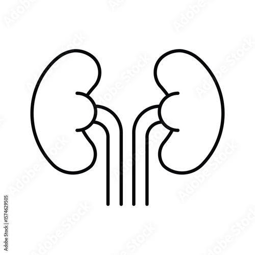 Human kidney organ urinary system internal body part line icon vector illustration for medical science anatomy healthcare concept.
