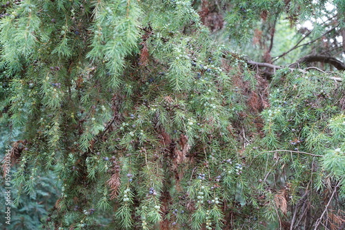 Nahaufnahme von Gemeinem Wacholder (Juniperus communis) im Somme