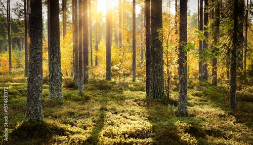 finnish autumn forest with warm sunlight shining on golden leaves
