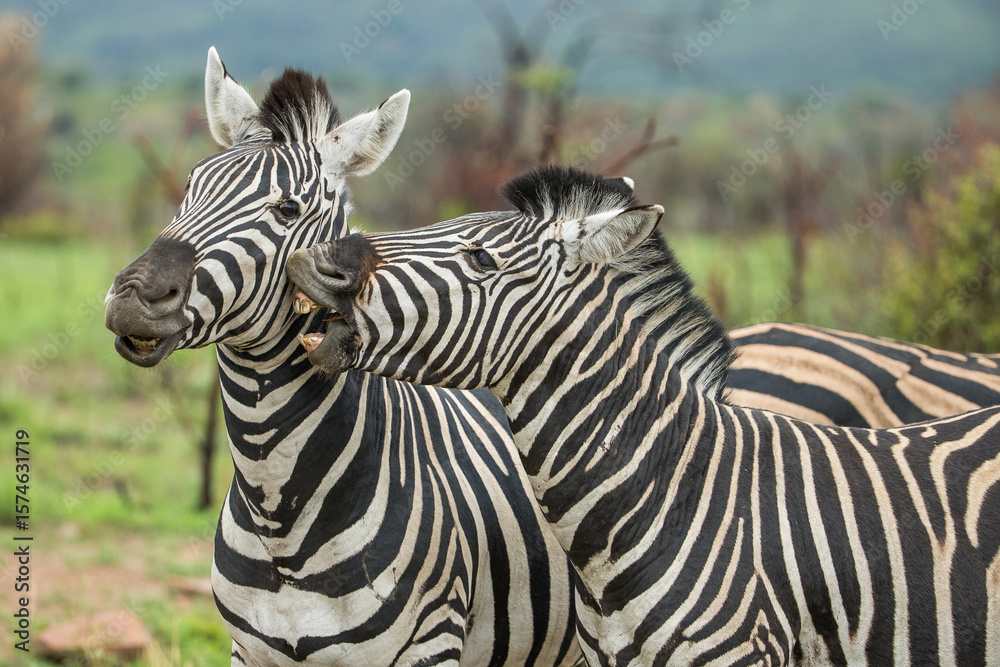 Fototapeta premium A plains zebra gnawing on the neck of a second zebra