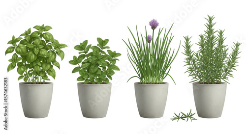 Four herbs in pots, basil, mint, chives, rosemary isolated on transparent background