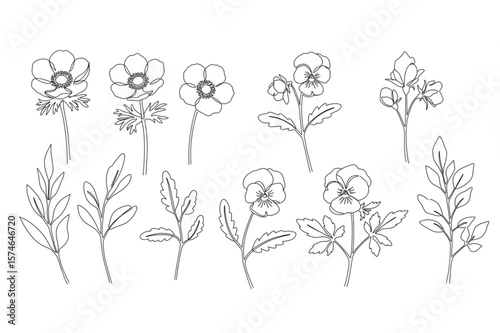 Elegant floral outlines create a delicate botanical design featuring anemones and pansies for versatile creative projects.