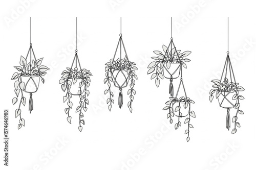 Hanging houseplant collection in macrame pots offers a scalable design element suitable for botanical decoration and graphic arts projects