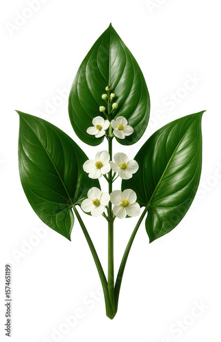 Broadleaf arrowhead with large, arrow-shaped leaves and clusters of small white flowers