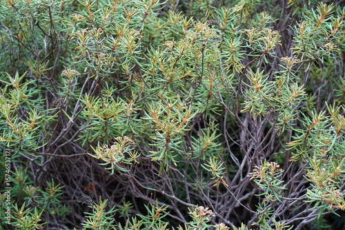 Teilaufnahme von Sumpfporst (Ledum palustre) im Sommer
