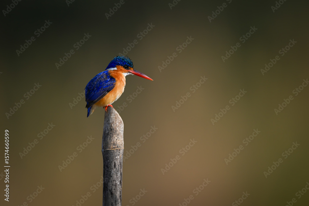Obraz premium Malachite kingfisher facing right on guano-stained post