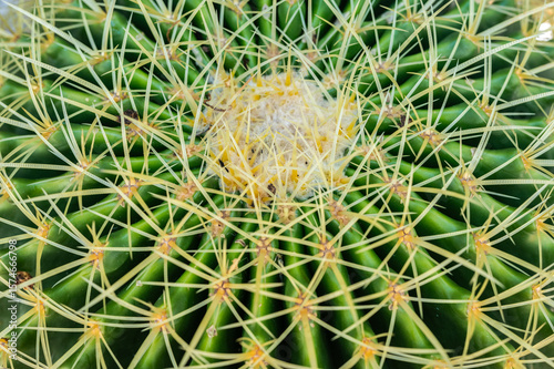 Full frame shot of the top part of Golden barrel cactus (Echinocactus grusonii) with spines and thorn. photo