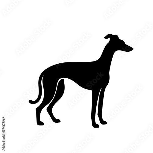 Italian Greyhound Silhouette , Italian Greyhound vector