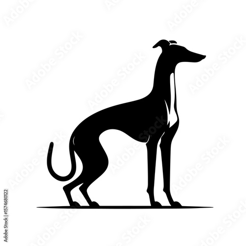 Italian Greyhound Silhouette , Italian Greyhound vector