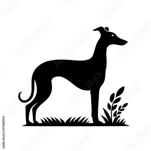 Italian Greyhound Silhouette , Italian Greyhound vector