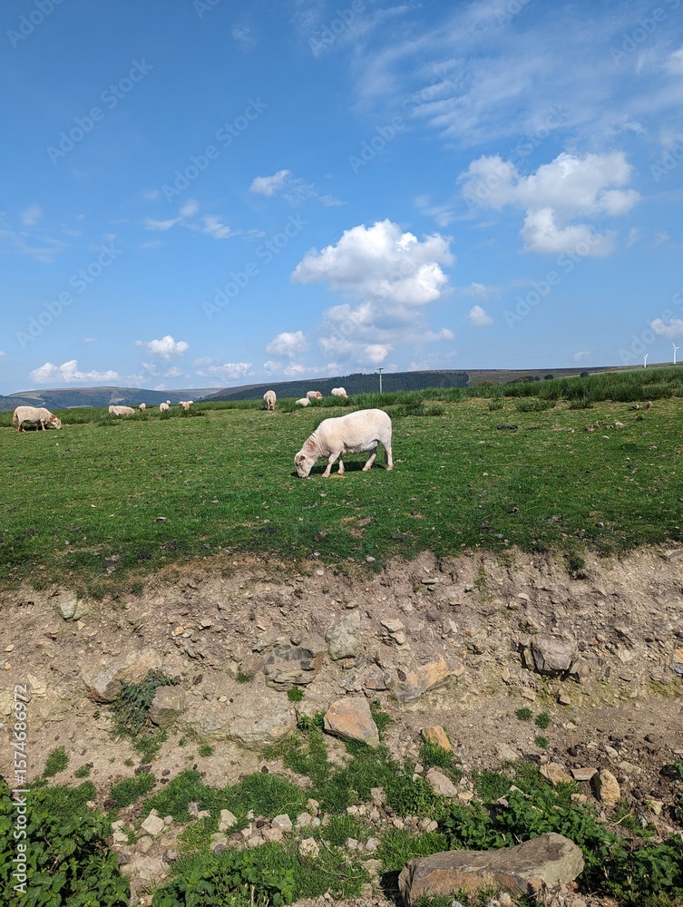 Fototapeta premium Sheep in the field