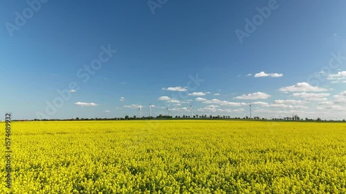 Yellow Rapeseed Field with Wind Turbines under Blue Sky on a Sunny Day