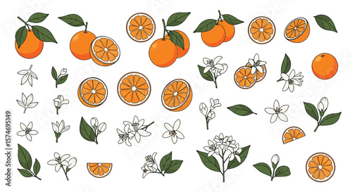 Vibrant orange citrus fruit collection featuring whole oranges sliced segments blossoms and leaves for natural harvest designs
