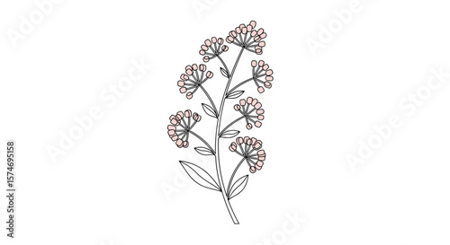 Delicate botanical illustration of a delicate flowering plant stem with small pink blossoms and leaves