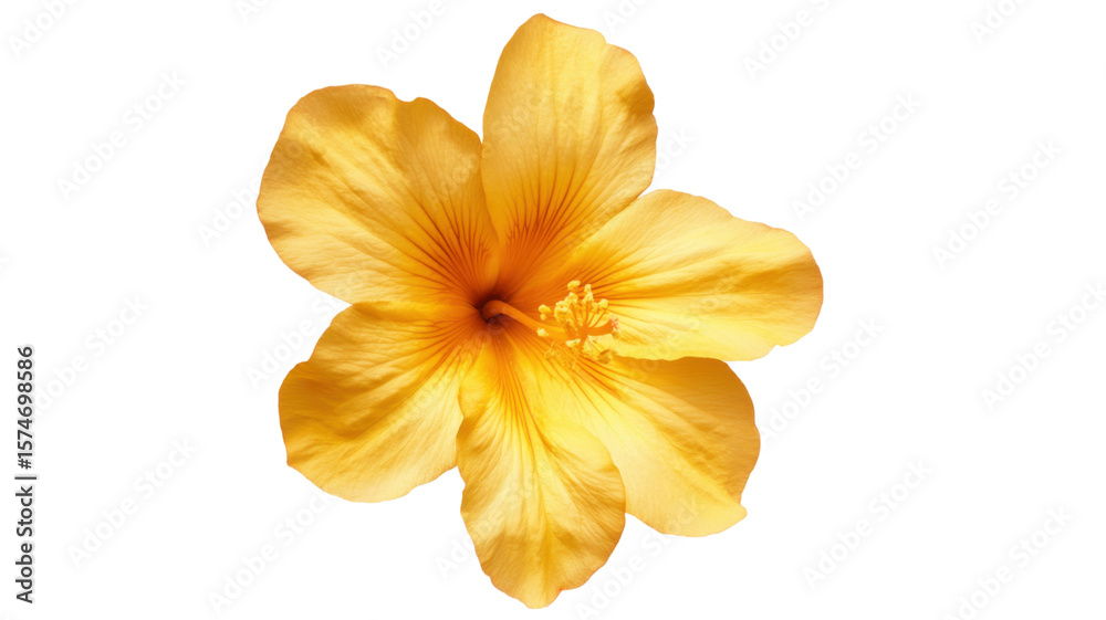 Obraz premium Single yellow flower with soft petals and natural green stem symbolizing beauty and freshness isolated on white background