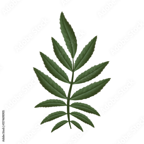  Marigold leaves on a white background. Illustration for design, cards, invitations. Vector Not AI generated