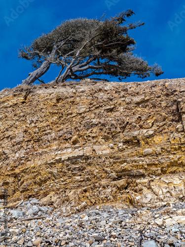 A windblown tree atop a rocky cliff over the cove on the Pacific coast at Point Arena, California, USA