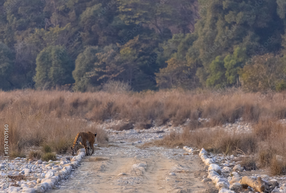 Fototapeta premium Female tigress (Panthera tigris) walking in the jungle of jim corbett forest.