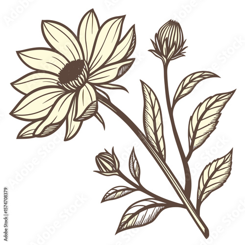 Elegant Floral Illustration Blooming Flower with Buds and Leaves on Stem