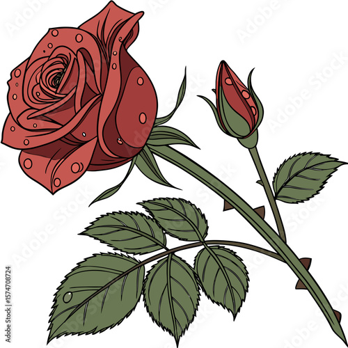 Illustration of a Red Rose with Water Droplets and a Bud on White