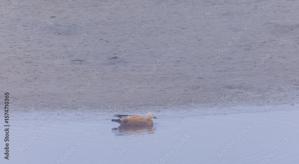 Fototapeta premium Ruddy Shelduck (Tadorna ferruginea) or Brahminy Duck floating in river.