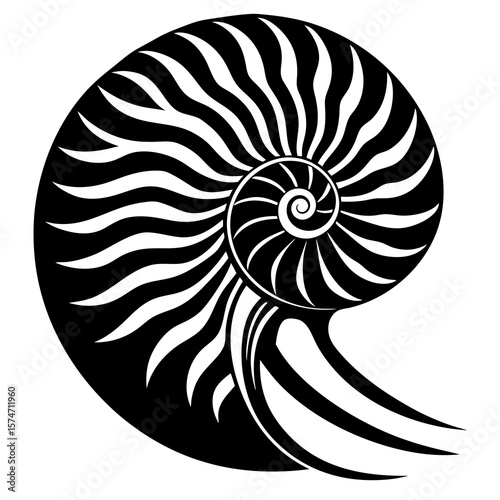 nautilus shell isolated on black