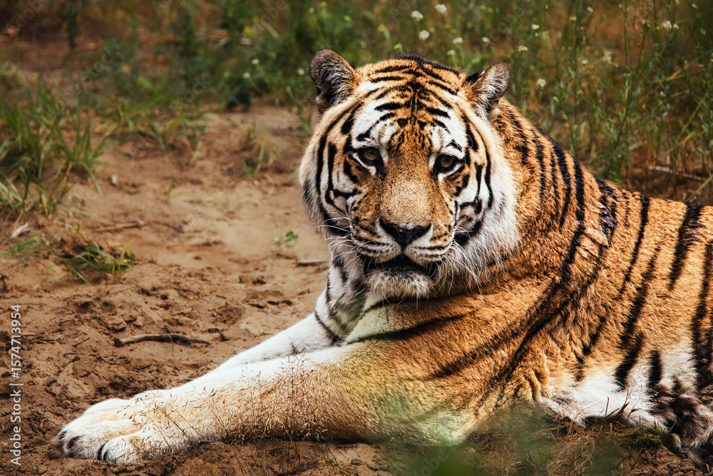 Obraz premium tiger in the wild