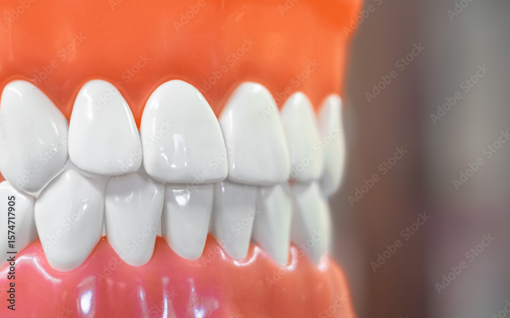 Obraz premium Dental anatomy models showing teeth structure and jaw demonstration