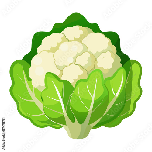 cauliflower vector illustration