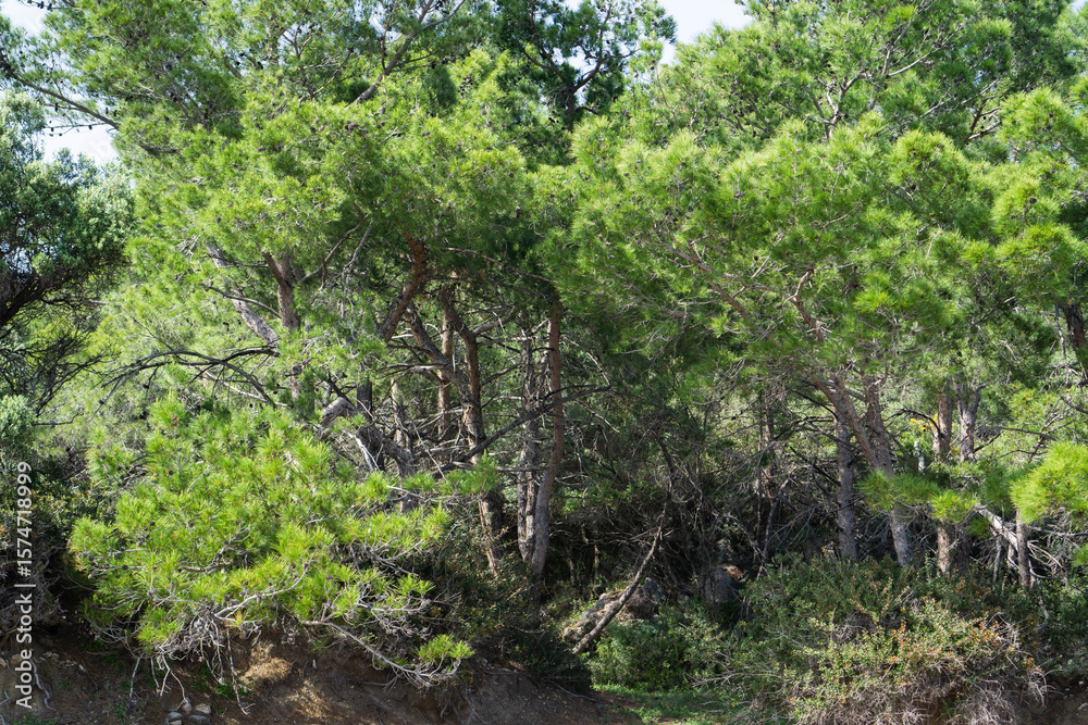 Fototapeta premium A pine forest with branches covered with bright green needles.