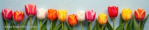 Colorful tulips in a loose arrangement against a gray background, fresh flowers, still life, grey