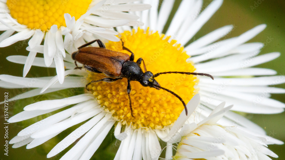 Obraz premium bee on flower