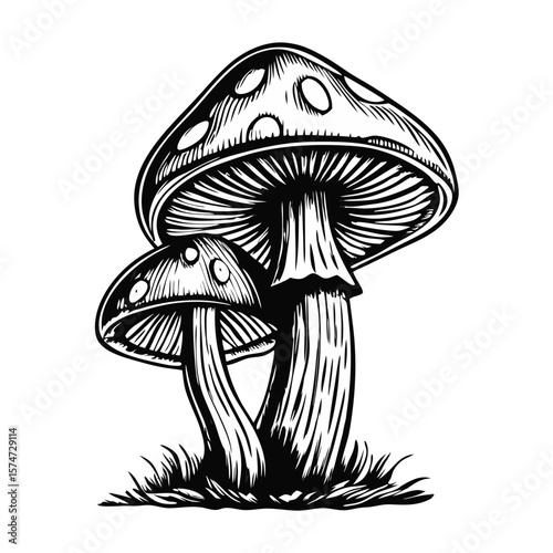 Mushrooms in hand-drawn engraving style with fly agaric, toadstool, and spores for culinary and artistic projects. Mushrooms provide an aesthetic and biological appreciation.