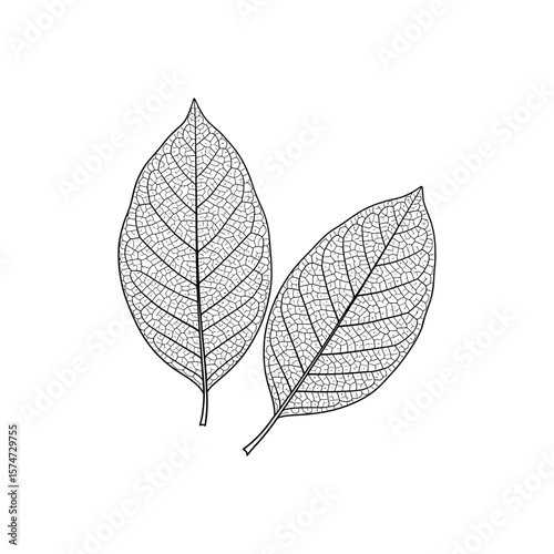 Two skeletal leaves with intricate vein patterns isolated on a white background in a detailed drawing