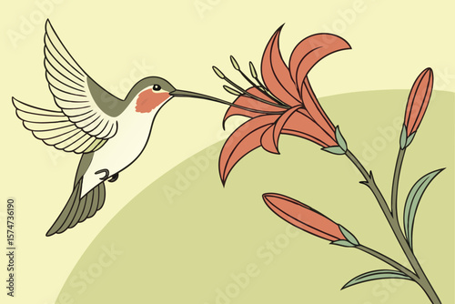 Illustration of a hummingbird feeding on nectar from an orange lily flower in a light green setting